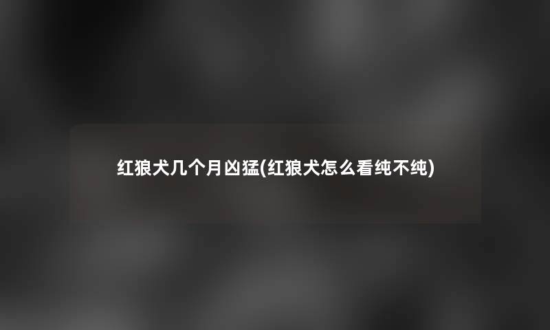 红狼犬几个月凶猛(红狼犬怎么看纯不纯) 红狼犬几个月凶猛(红狼犬怎么看纯不纯)